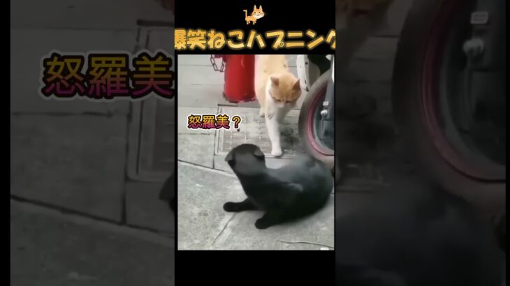 バズった猫ハプニング動画【爆笑注意】cat happening video #猫 #おもしろ #動物 #癒し