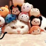 【猫映像集】かわいい猫　もふもふな猫　かわいい犬　おもふもふ犬　かわいいテーマ曲を作ってみた☆　にゃんにゃんにゃん♬　②　♥️　＃cat #kitty  ＃cute ＃猫　＃ねこ