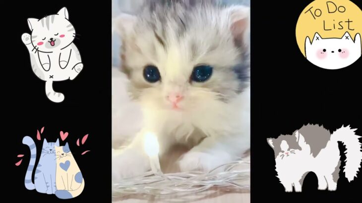 【猫映像集】かわいい猫　もふもふな猫　かわいい犬　おもふもふ犬　じわじわくるテーマ曲を作ってみた☆　にゃんにゃんにゃん♬　④　♥️　＃cat #kitty  ＃cute ＃猫　＃ねこ