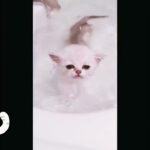 ねこねこねこねこにゃんにゃん♬　かわいい猫　もふもふな猫　かわいい犬　おもふもふ犬　k-popぽいかわいいテーマ曲を作ってみた☆　＃cat #kitty  ＃cute ＃猫　＃ねこ