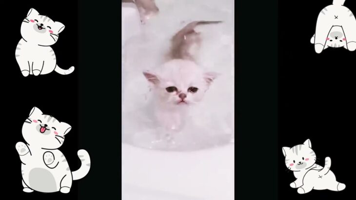 ねこねこねこねこにゃんにゃん♬　かわいい猫　もふもふな猫　かわいい犬　おもふもふ犬　k-popぽいかわいいテーマ曲を作ってみた☆　＃cat #kitty  ＃cute ＃猫　＃ねこ