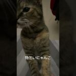 人間の味を覚えた獣　#ねこ　#猫　#癒し　#shorts #short #hikakin #ヒカキン