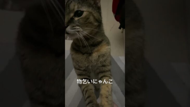 人間の味を覚えた獣　#ねこ　#猫　#癒し　#shorts #short #hikakin #ヒカキン