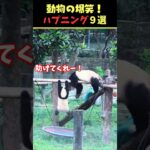 tiktokで5.9億回バズった動物ハプニング動画9選！9Animal Happenings Videos That Got 590 Million Buzz on tiktok!#犬#猫#動物