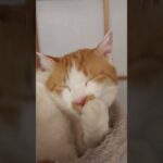 #猫#猫ちゃん#猫動画#保護猫#猫のいる暮らし #猫好き #猫好きさんと繋がりたい #猫との暮らし #猫マニ #猫おもしろ動画集 #ねこ #ねこのいる生活 #ねこ動画#ねこ部 #ねこ好き #茶トラ