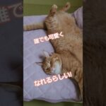 ♪床でも どこでも ひっくり返ると可愛い猫