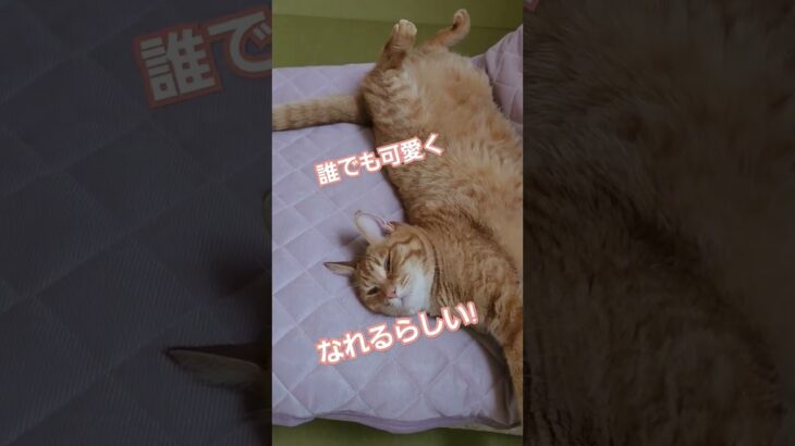 ♪床でも どこでも ひっくり返ると可愛い猫