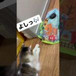 #猫 #猫のいる暮らし #猫のいる生活 #ねこ #可愛い #おもしろ動画 #おすすめ #子猫 #かわいい #ペット #保護猫 #大谷翔平 #おもしろい動画