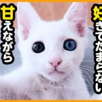 【ねねちゃん】超絶甘えん坊の子猫、お膝の上で寝落ちする