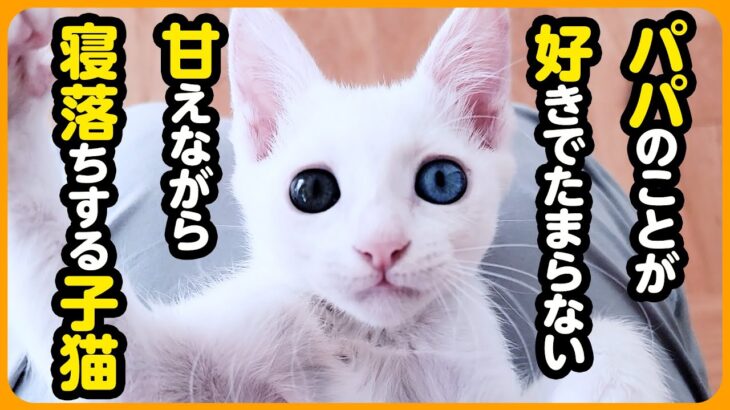 【ねねちゃん】超絶甘えん坊の子猫、お膝の上で寝落ちする