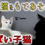 【衝撃】子猫が先住猫を、超賢い方法でバカにする…！／子猫用おもちゃ／ウニ・イクラ問題