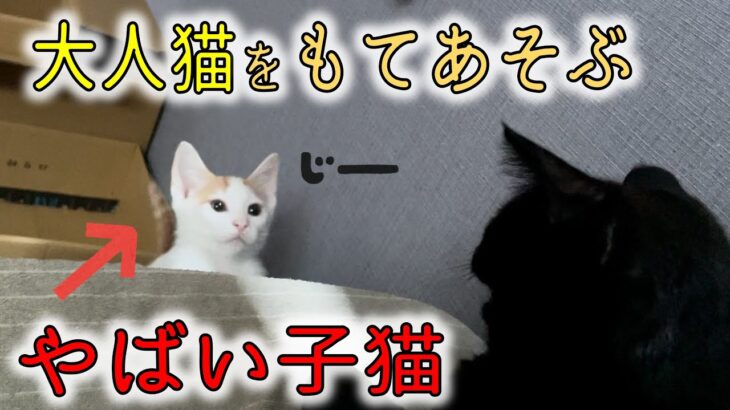 【衝撃】子猫が先住猫を、超賢い方法でバカにする…！／子猫用おもちゃ／ウニ・イクラ問題