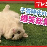 【プレミア配信】子猫時代のつくしの爆笑動画を見ながらみんなでチャットしませんか？【関西弁でしゃべる猫】【猫アテレコ】