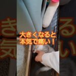 子猫と成長した猫の噛み付きの違い