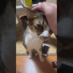 話しかけてくる猫 #かわいい猫