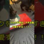 ミルク飲む時飛ばしまくる猫 #猫かわいい #猫好き #ネチコヤン #猫動画  #ねこのいる暮らし #飛ばし猫