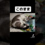 #猫 #猫のいる暮らし #猫のいる生活 #ねこ #可愛い #おもしろ動画 #おすすめ #子猫 #かわいい #ペット #保護猫 #大谷翔平 #パラリンピック #おすすめ