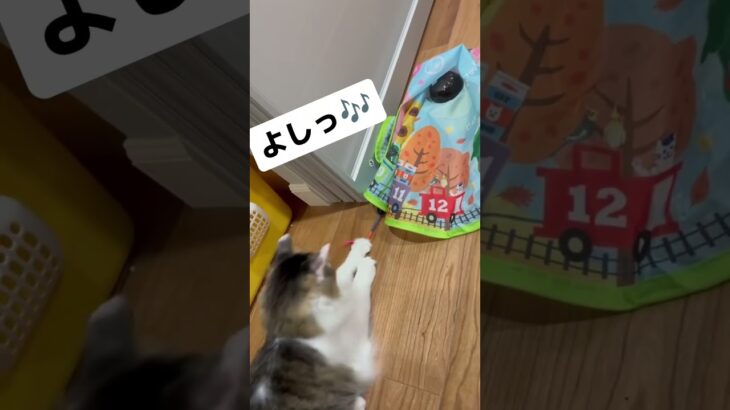 #猫 #猫のいる暮らし #猫のいる生活 #ねこ #可愛い #おもしろ動画 #おすすめ #子猫 #かわいい #ペット #保護猫 #大谷翔平 #おもしろい動画