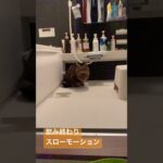 #ねこ #ねこのいる生活 #保護猫 #ばんち #水飲み猫 #癒し #スローモーション