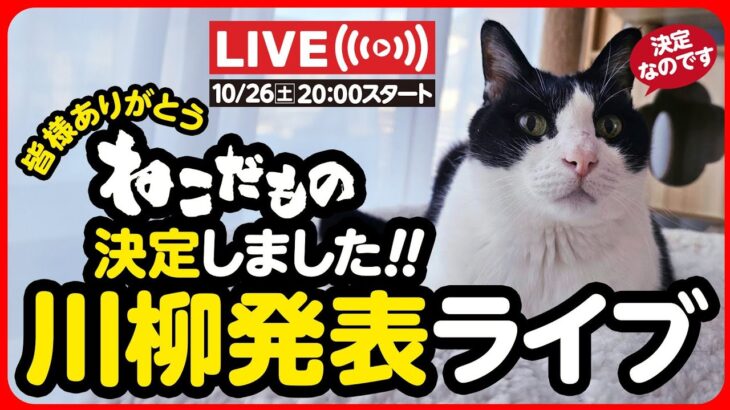 🔴【10月26日(土) 20時スタート】ねこだもの川柳 採用発表ライブ👏