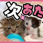 子猫はミルク「チュパ」ることが仕事です！競い合うことでさらに飲む【保護猫生活11日目】