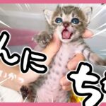 子猫のミルク 目つきが鋭い子猫がだんだん満足して目がクリクリになるのがかわいすぎる【保護猫生活13日目】