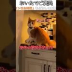 猫のおもしろ動画にツッコミどころ満載なアフレコしてみた＃173【おいた】【ハプニング映像】#shorts　#アフレコ #面白動画