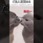 猫のおもしろ動画にツッコミどころ満載なアフレコしてみた＃175【キャンディ】【ハプニング映像】#shorts　#アフレコ #面白動画