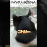 猫のおもしろ動画にツッコミどころ満載なアフレコしてみた＃177【スイッチ】【ハプニング映像】#shorts　#アフレコ #面白動画