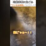 猫のおもしろ動画にツッコミどころ満載なアフレコしてみた＃182【冷蔵庫】【ハプニング映像】#shorts　#アフレコ #面白動画