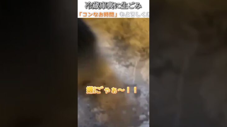 猫のおもしろ動画にツッコミどころ満載なアフレコしてみた＃182【冷蔵庫】【ハプニング映像】#shorts　#アフレコ #面白動画