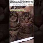 猫のおもしろ動画にツッコミどころ満載なアフレコしてみた＃185【おやつ】【ハプニング映像】#shorts　#アフレコ #面白動画