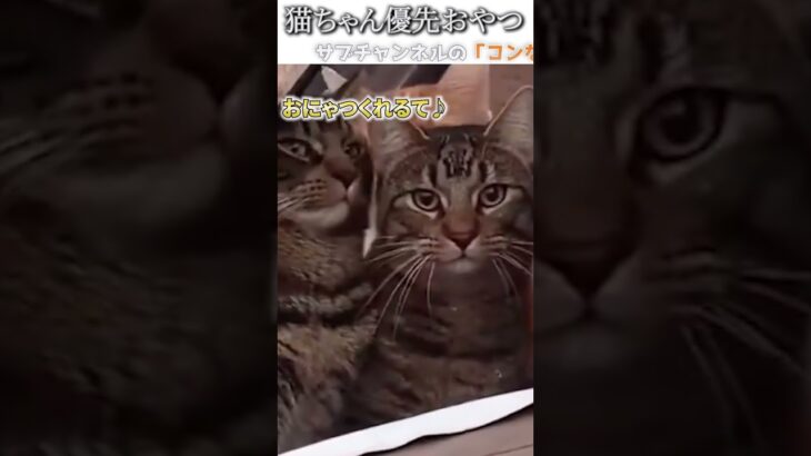 猫のおもしろ動画にツッコミどころ満載なアフレコしてみた＃185【おやつ】【ハプニング映像】#shorts　#アフレコ #面白動画