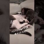 あお＆なつ生後2ヶ月 #あおの重すぎる愛 #子猫 #子猫きょうだい #猫のいる暮らし #かわいい子猫