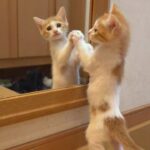 【生後42日】子猫が鏡に映る自分と初対面したらこうなりました