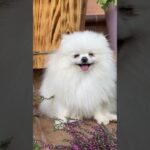 Fluffy dog#cat#pets#funny#meow#dog#かわいい犬#かわいい猫#animals#animalshorts