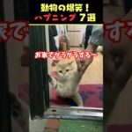 Instagramで5億回バズった動物ハプニング動画7選！7Animal Happenings Videos That Got 500 Million Buzz on Instagram!#犬#猫