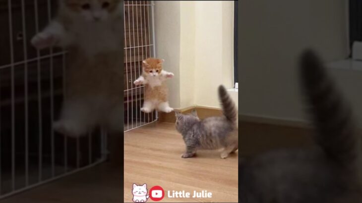 Playing little cute kitten’s 🐈 😻 💝 #かわいい子猫 #cute #kitten