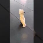 Re:#おもしろ動物　12　#犬 #猫　#鳥 子供がゲームばかりだから他の動画