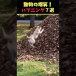 SNSで5.7億回バズった動物ハプニング動画7選！7Animal Happenings Videos That Got 570 Million Buzz on SNS!#犬#猫#動物#ペット