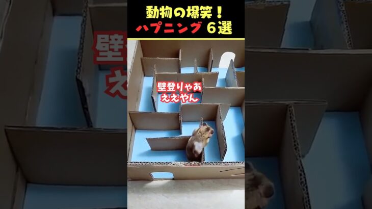 SNSで9.7億回バズった動物ハプニング動画6選！6Animal Happenings Videos That Got 970 Million Buzz on SNS!#shorts #犬#猫#動物