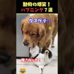 Xで5.7億回バズった動物ハプニング動画7選！7Animal Happenings Videos That Got 570 Million Buzz on X!#犬#猫#動物#ペット#shorts