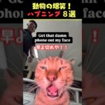 Xで7.5億回バズった動物ハプニング動画8選！8Animal Happenings Videos That Got 750 Million Buzz on X!#犬#猫#動物#ペット#shorts