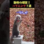 Xで8.4億回バズった動物ハプニング動画7選！7Animal Happenings Videos That Got 840 Million Buzz on X!#犬#猫#動物#ペット#shorts