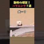 Xで8.4億回バズった動物ハプニング動画7選！7Animal Happenings Videos That Got 840 Million Buzz on X!#犬#猫#動物#ペット#shorts