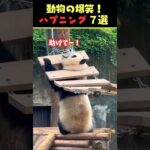 Xで9.1億回バズった動物ハプニング動画7選！7Animal Happenings Videos That Got 910 Million Buzz on X!#犬#猫#動物#ペット#shorts