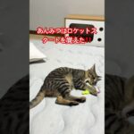 ロケットスタートを覚えた#保護猫 #かわいい子猫 #かわいい子ねこ #cat #子猫 #子猫動画 #猫のいる暮らし #猫好きさんと繋がりたい