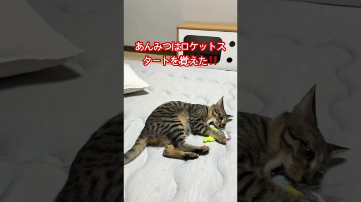 ロケットスタートを覚えた#保護猫 #かわいい子猫 #かわいい子ねこ #cat #子猫 #子猫動画 #猫のいる暮らし #猫好きさんと繋がりたい