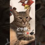 なめなめタイム⁉️とどや顔🐱#保護猫 #かわいい猫 #猫のいる暮らし #猫のいる生活 #保護ねこのいる暮し #ねこの動画 #ねこの日常 #cat #ねこ #ねこ動画 #星野源