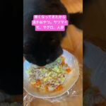 #cat #猫 #癒し #cute #bgm癒し 猫の手作りご飯